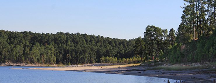 lake with sandy shore to right with thicket of pine trees in background
